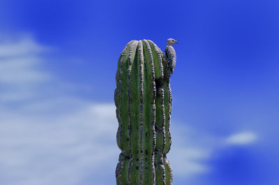Cabo Country_15.jpg