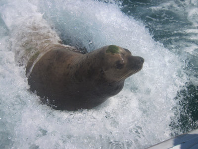 Sea of Cortez_23.jpg