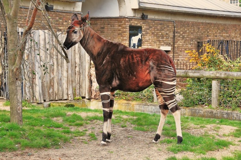 Okapi.