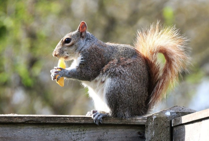 squirrel 
