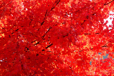 Fall Leaves Central Virginia