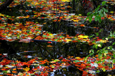 Fall leaves in water Bayfront Park Calvert County, Maryland