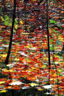Fall leaves in water Bayfront Park Calvert County, Maryland