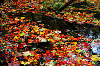 Fall leaves in water Bayfront Park Calvert County, Maryland