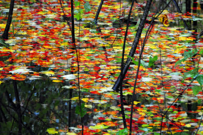 Fall leaves in water Bayfront Park Calvert County, Maryland
