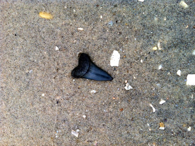 Small Mako shark tooth shown as found washed up on the beach.