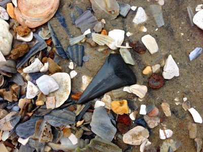 1 3/4 inch Mako shark tooth shown as found on the beach.