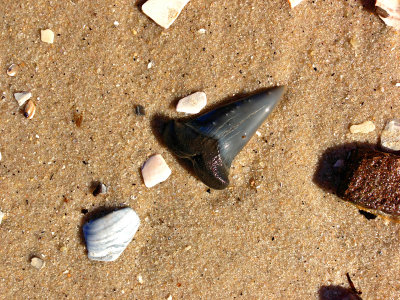Nearly perfect 2 inch Mako shark tooth found washed up on beach 5 feet from the surf.  Picture taken approximately where found.