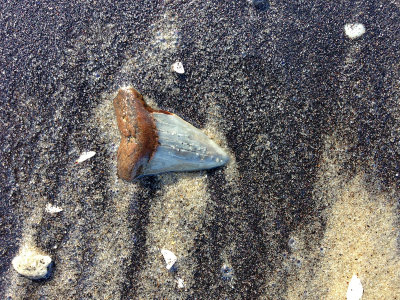 2 1/8 inch Mako shark tooth found in the surf.  Moved to nearby shore for photo.