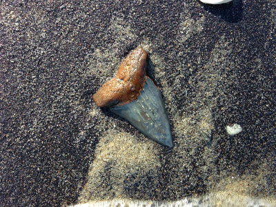 2 1/8 inch Mako shark tooth found in the surf.  Moved to nearby shore for photo.