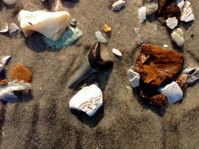 2 inch Mako shark tooth found in 1/2 foot of water along shore.  Moved to nearby shore for photo.