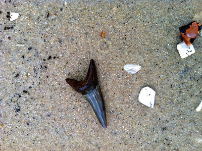 2 inch Mako shark tooth recovered in 3 inches of calm surf.  Moved to nearby shore for photo.