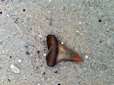 This 1 1/2 inch orange Mako shark tooth was found rolling around in rough surf.   Moved to nearby shore for photo.
