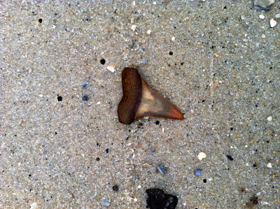 This 1 1/2 inch orange Mako shark tooth was found rolling around in rough surf.   Moved to nearby shore for photo.