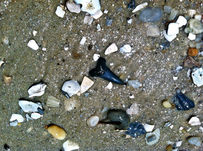 Small Mako shark tooth shown as found washed up on the beach.