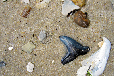 Upper snaggletooth shark tooth shown as found washed up on the beach 