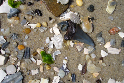 Mako shark tooth shown as found washed up on the beach.