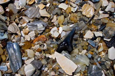 Lower snaggletooth shark tooth shown as found washed up on the beach 