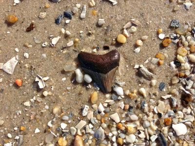 1 5/8 inch Megalodon shark tooth found in the surf.  Moved to nearby shore for photo.  Unfortunately, the tip was missing. 