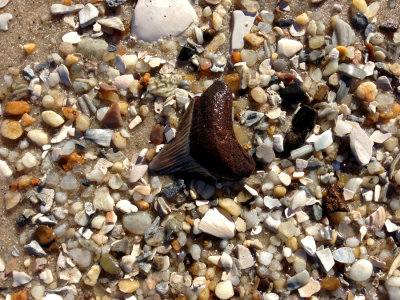 1 5/8 inch Megalodon shark tooth found in the surf.  Moved to nearby shore for photo.  Unfortunately, the tip was missing. 