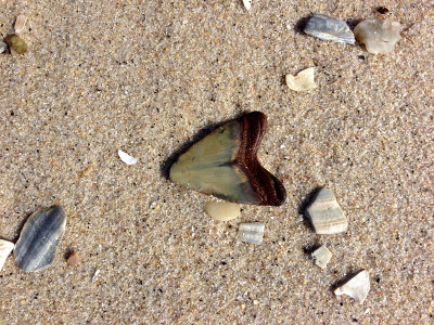 1 5/8 inch badly worn Megalodon tooth shown as found on the beach