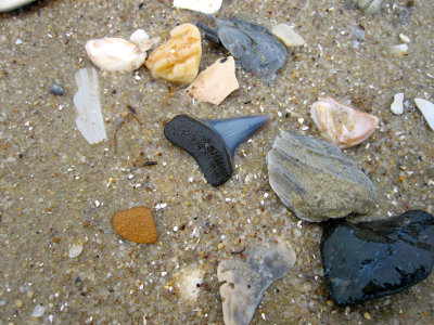 1 inch Mako shark tooth shown as found on the beach