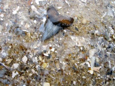 1 3/4 inch Mako shark tooth shown as found becoming exposed by the surf