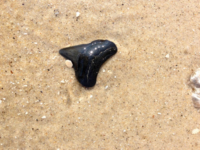 1 3/4 inch Megalodon shark tooth found in the surf.  Moved to nearby shore for photo.