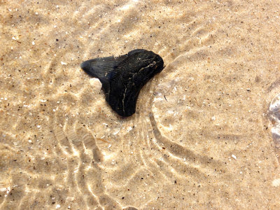 1 3/4 inch Megalodon shark tooth found in the surf.  Moved to nearby shore for photo.