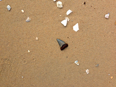 2 1/4 inch Mako shark tooth found in the surf.  Moved to nearby shore for photo.