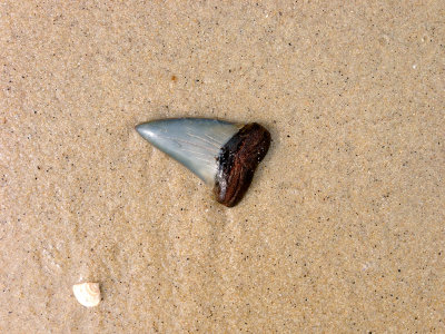 2 1/4 inch Mako shark tooth found in the surf.  Moved to nearby shore for photo.