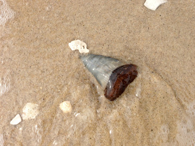 2 1/4 inch Mako shark tooth found in the surf.  Moved to nearby shore for photo.