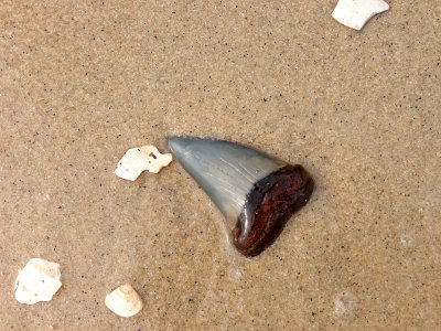 2 1/4 inch Mako shark tooth found in the surf.  Moved to nearby shore for photo.