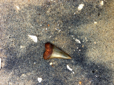 1 3/4 Mako shark tooth shown approximately where found on the beach