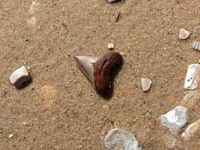 1 1/2 inch Megalodon tooth shown where found on the beach