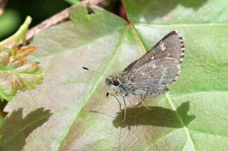 Pepper-and-Salt Skipper
