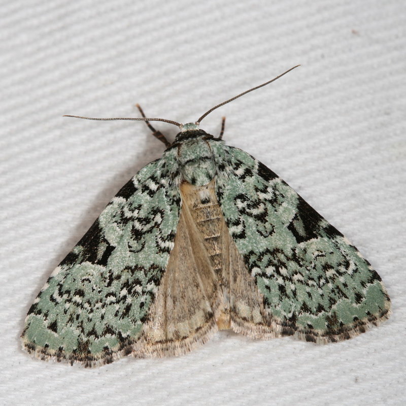 Hodges#9065 * Green Leuconycta * Leuconycta diphteroides