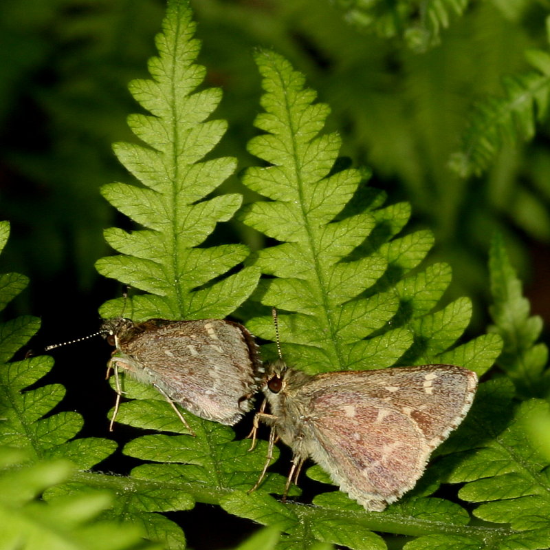 Pepper-and-Salt Skipper