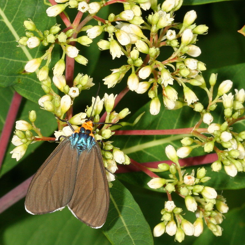 Hodges#8262  * Virginia Ctenucha * Ctenucha virginica