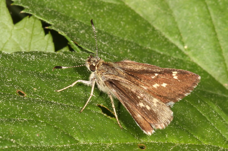 Pepper-and-Salt Skipper