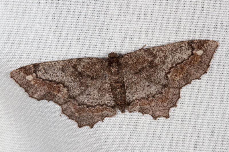 Hodges#6654 * One-spotted Variant * Hypagyrtis unipunctata