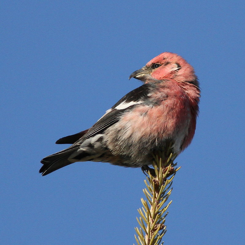 White-winged Crossbill ♂