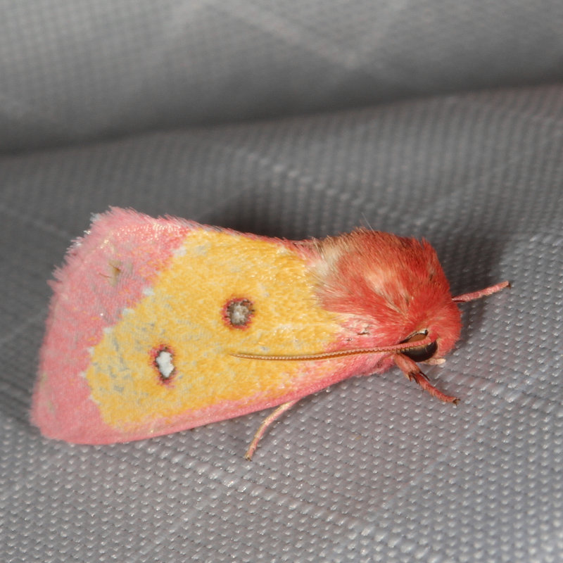 Hodges#11055 * Pink Star Moth * Derrima stellata