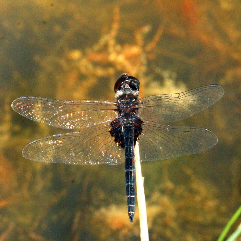 Marl Pennant ♂