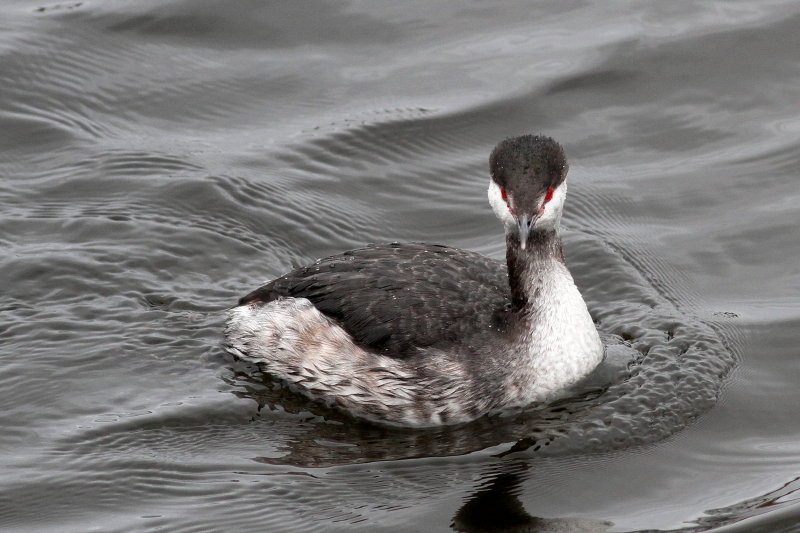 Horned Grebe