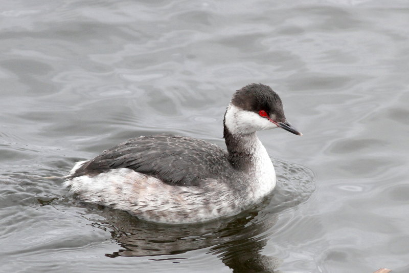 Horned Grebe