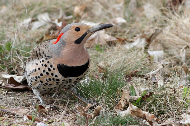 Northern Flicker ♂ / (Yellow-shafted)