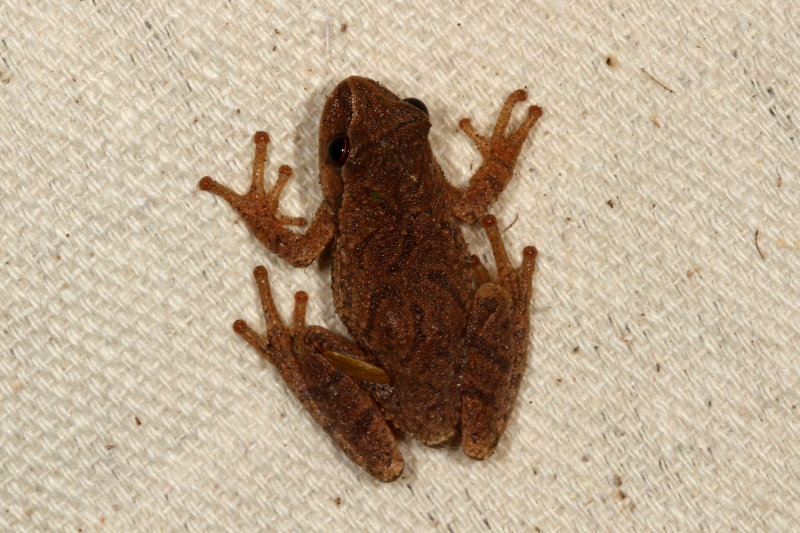 Spring Peeper