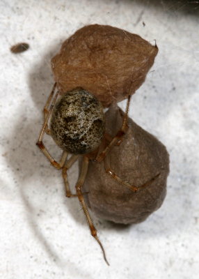 Parasteatoda tepidariorum * Common House Spider ♀