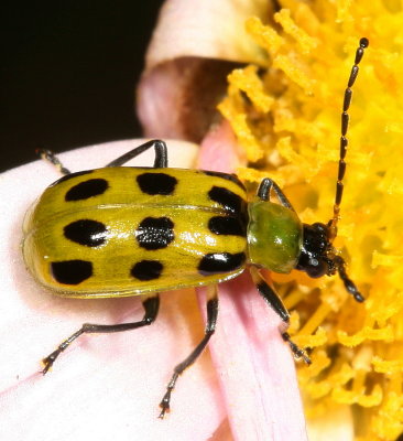 Galerucinae : Skeletonizing Leaf Beetles